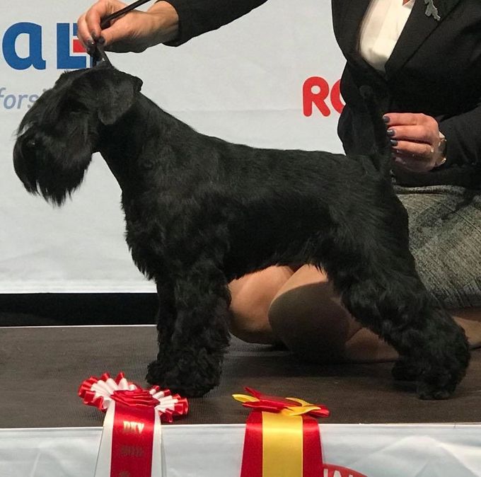 Estellet´s Wanilla Junior Champion & Breed Winner/Rasvinnare i Danmark 2018