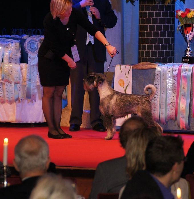 Mohner´s Ultra Cool Puppy of the Year/Årets Valp på Grand Hotell 2015